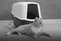 mi gato tiene problemas para orinar