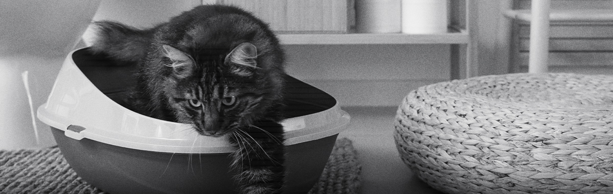 orina-con-dificultad-en-gatos.jpg