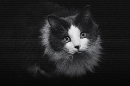 como es la vision de los gatos por la noche