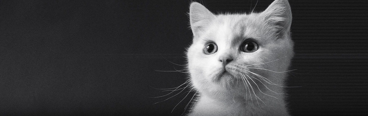 como-es-la-vision-nocturna-de-tu-gato.jpg como-es-la-vision-nocturna-de-tu-gato.jpg