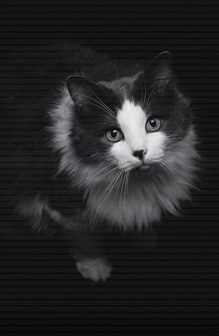 como es la vision de los gatos por la noche
