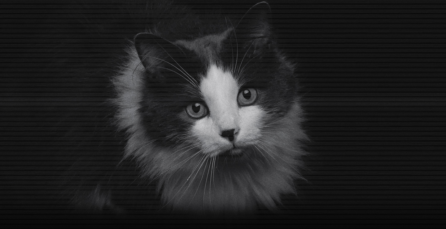 como es la vision de los gatos por la noche
