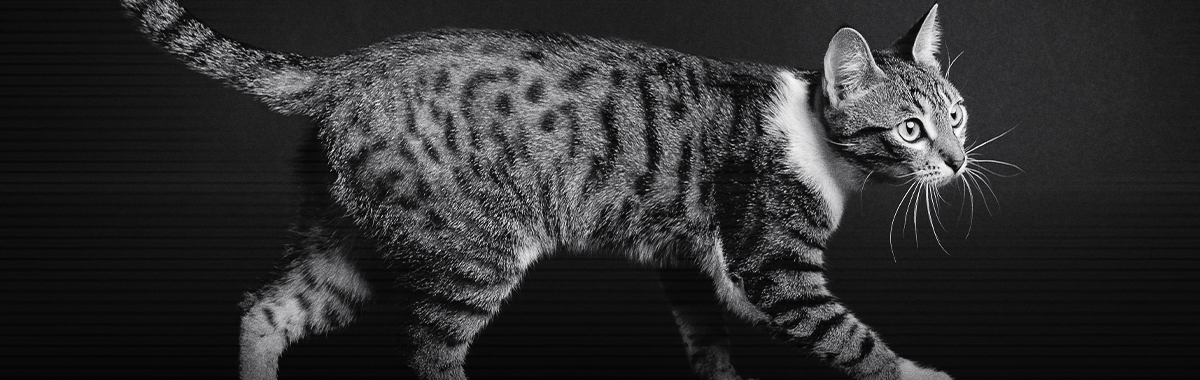 como-cuidar-el-pelaje-de-los-gatos.jpg como-cuidar-el-pelaje-de-los-gatos.jpg