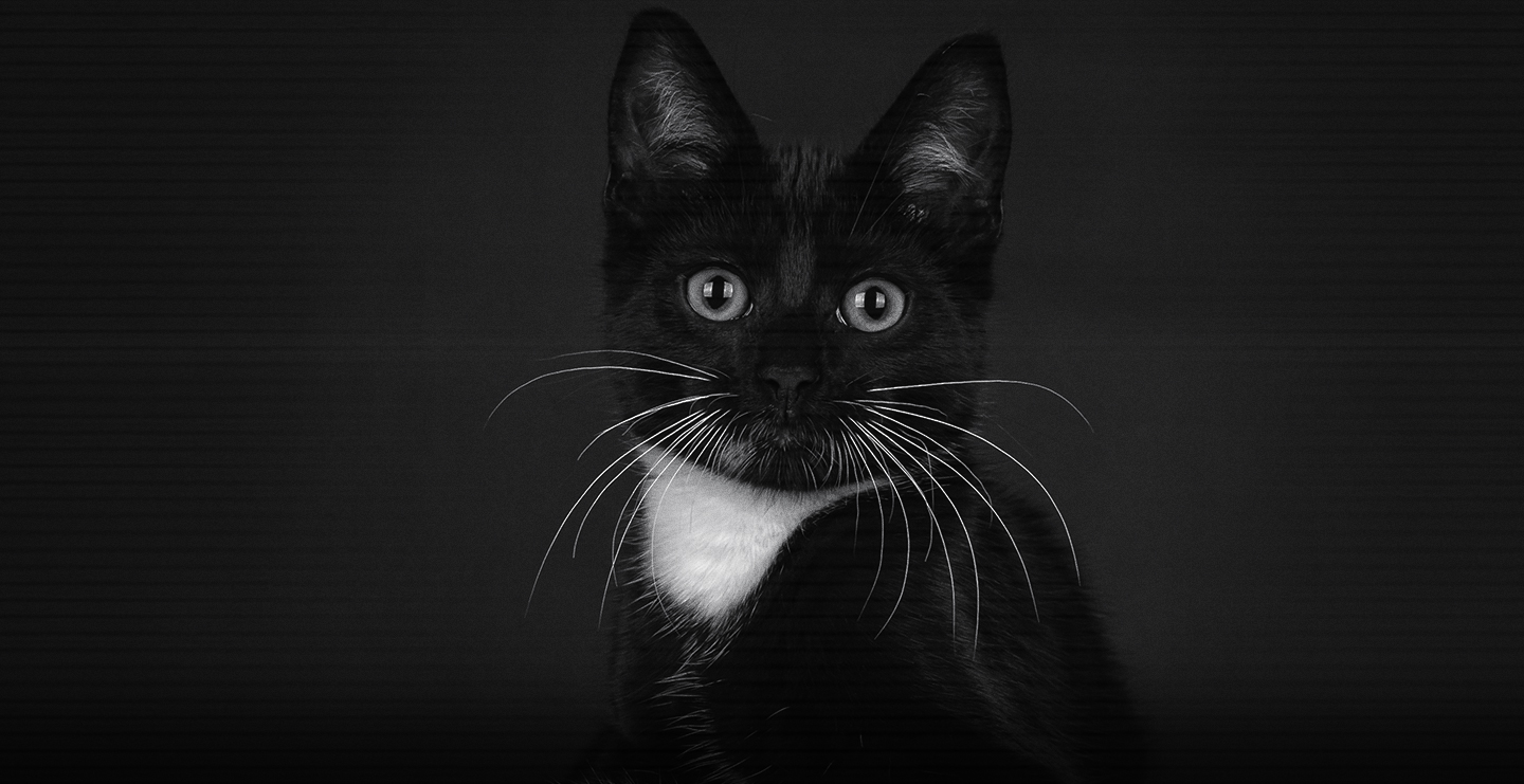 impacto de la comida en el pelo de los gatos
