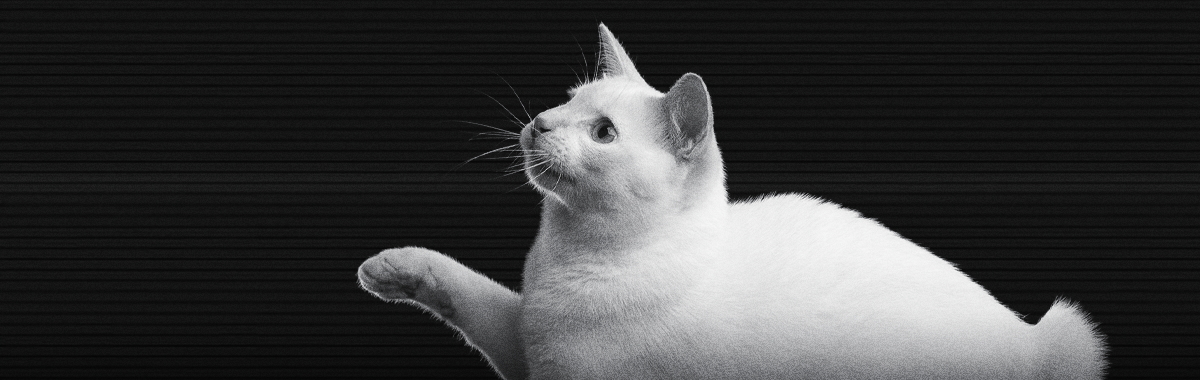 como-saber-que-un-gato-esta-dormido.png como-saber-que-un-gato-esta-dormido.png