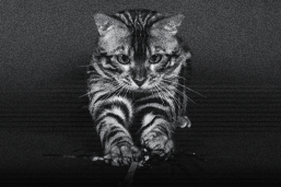 curiosidades sobre el sueño de los gatos