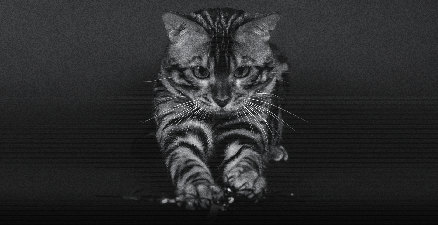 curiosidades sobre el sueño de los gatos