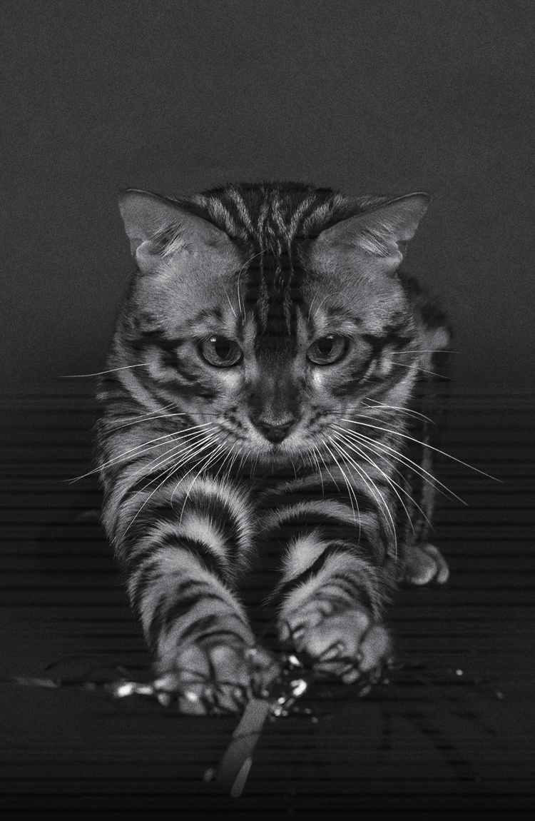 curiosidades sobre el sueño de los gatos