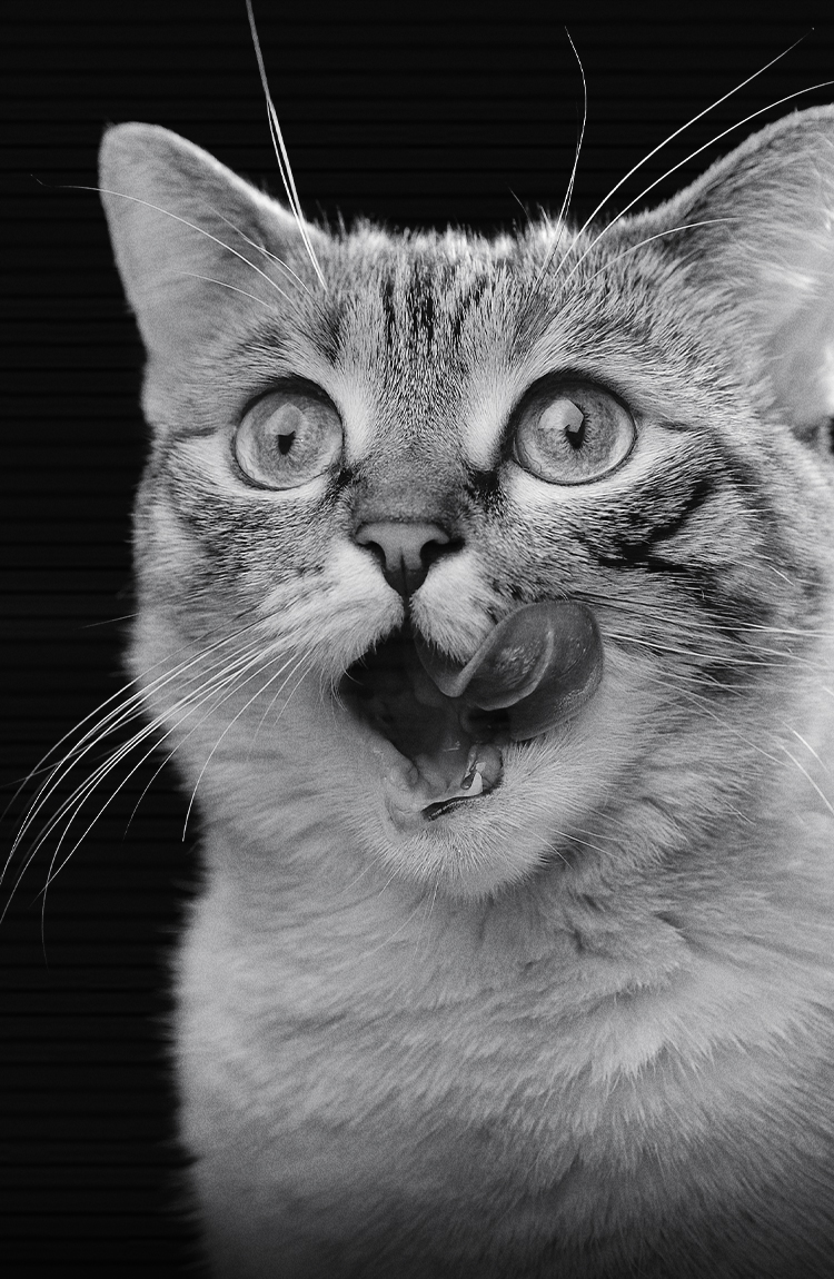 por qué mi gato maúlla mucho por la noche