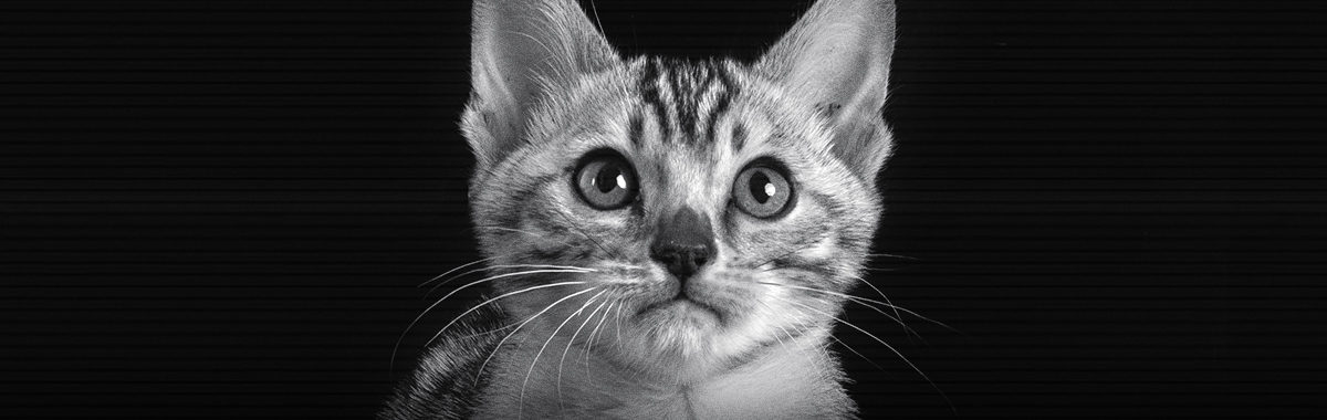 por-que-maulla-mi-gato-de-madrugada.jpg por-que-maulla-mi-gato-de-madrugada.jpg