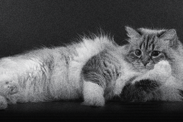 que hacen los gatos activos en la noche