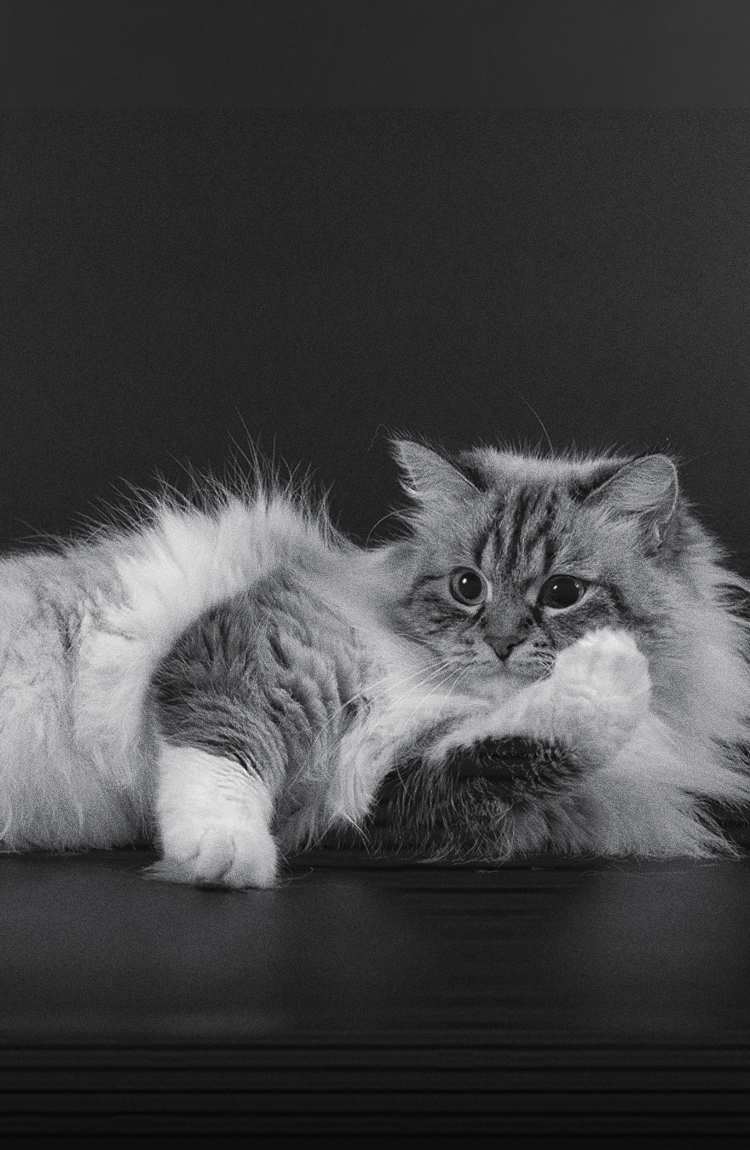 que hacen los gatos activos en la noche