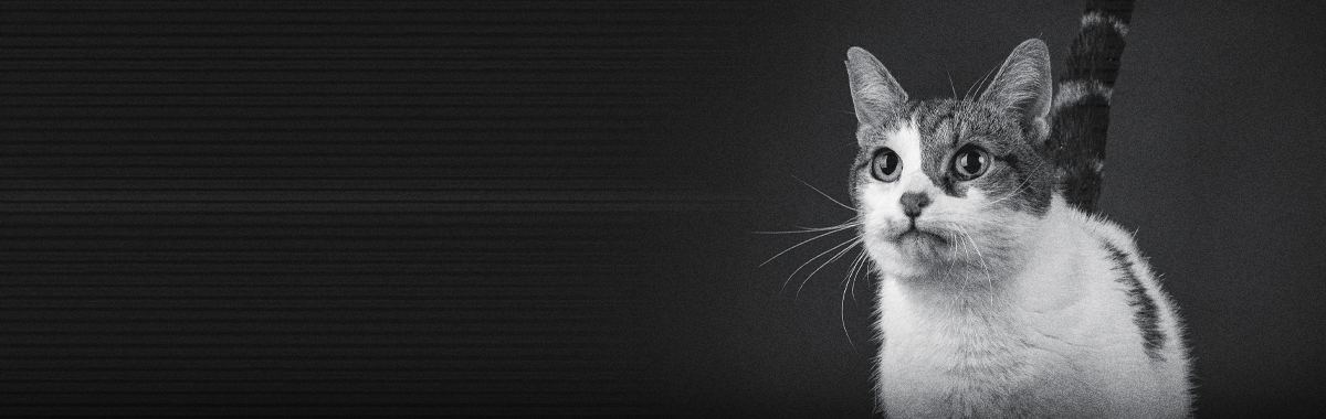 habitos-de-sueño-de-los-gatos.png habitos-de-sueño-de-los-gatos.png