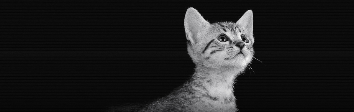 comportamiento-de-gaticos.jpg comportamiento-de-gaticos.jpg