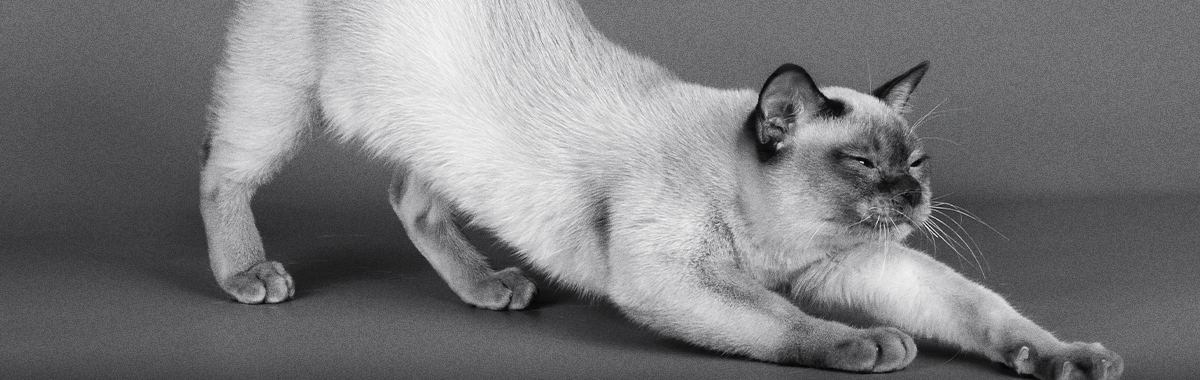 rutinas-de-juego-para-gatos.jpg rutinas-de-juego-para-gatos.jpg