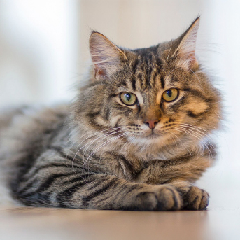 Alimento-para-gatos.jpg