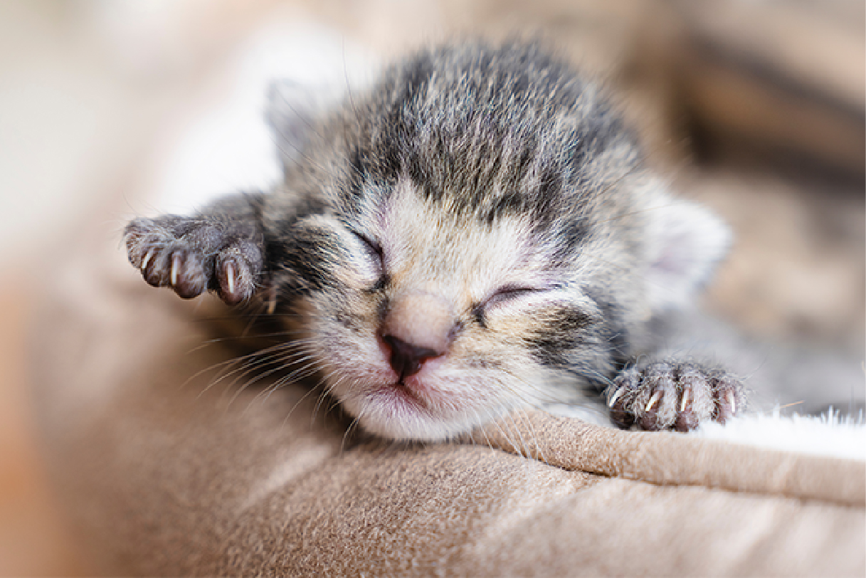 ¿Cuánto tarda en abrir los ojos un gato recién nacido?