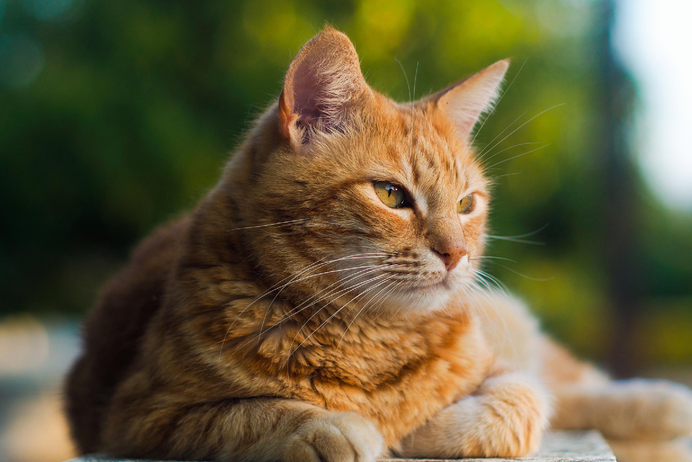  consejos para adoptar un gato adulto