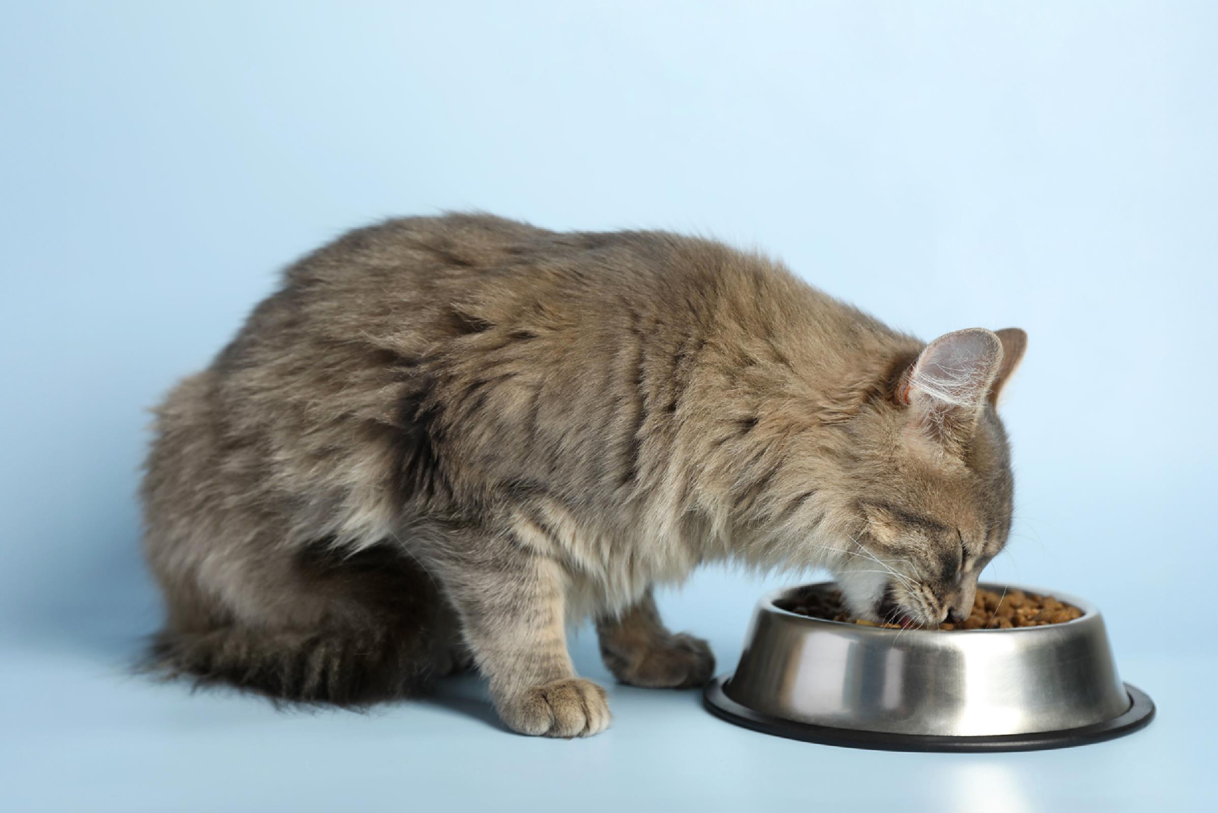 cambios en el apetito de mi gato