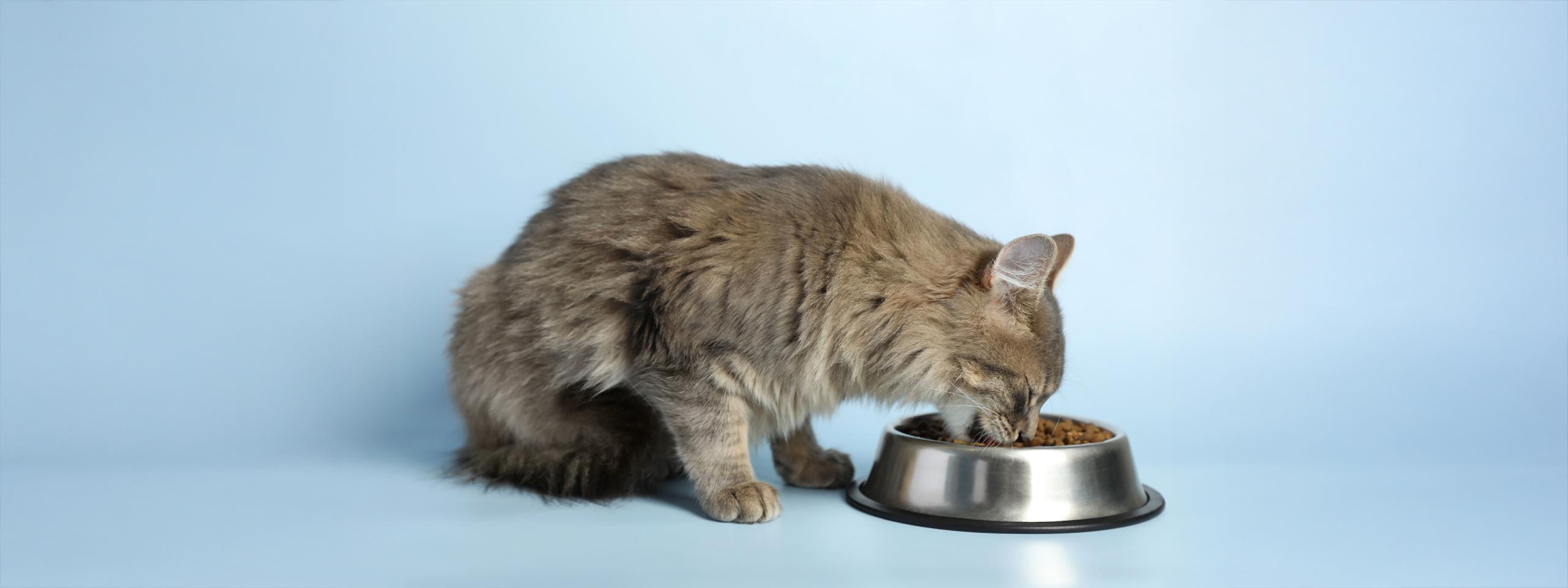 cambios en el apetito de mi gato