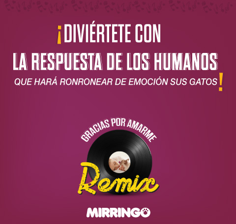 Diviértete con la respuesta de los humanos que emocionará a tus gatos