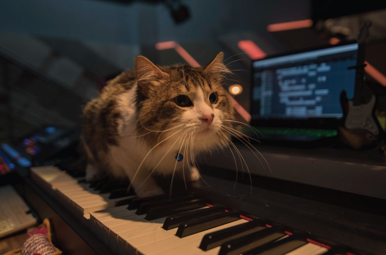 Kaoss el gato de Kata Otalvaro