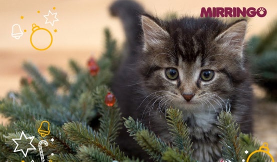 como calmar el estrés de mi gato en navidad