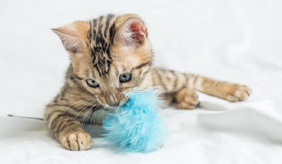 Gato jugando con pluma