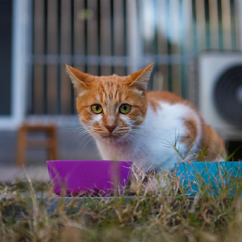 alimento-mirringo-para-gatos.jpg