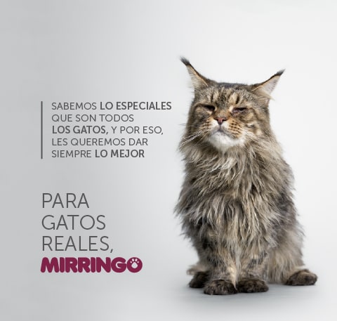 En Mirringo amamos a todos los gatos reales 2