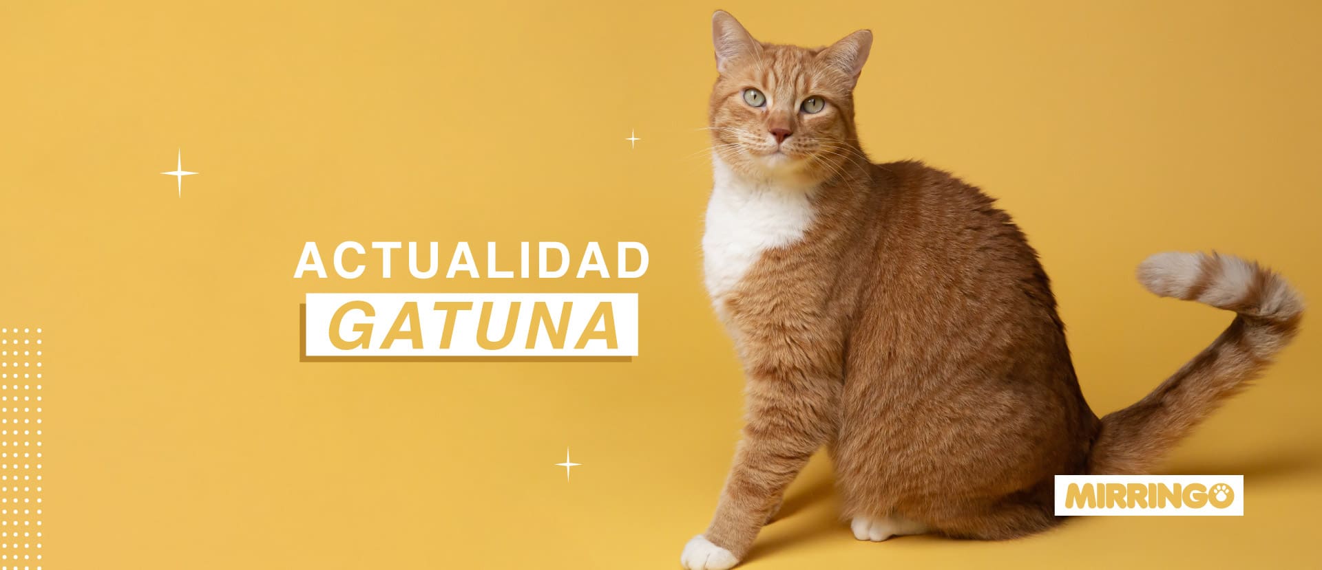 Actualidad gatuna