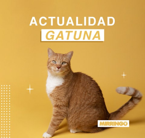 Actualidad gatuna