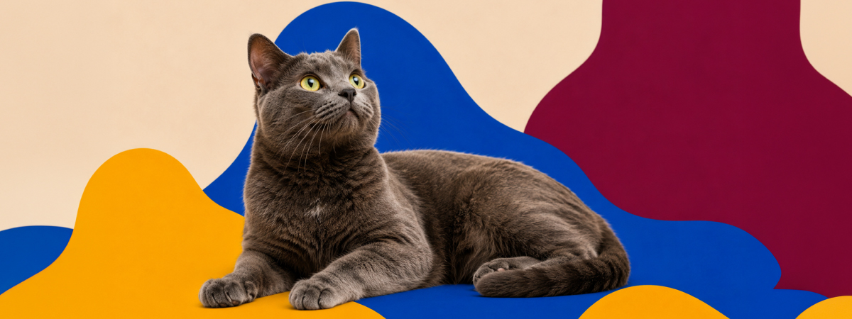cómo saber si mi gato me eligió
