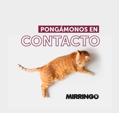 Banner contacto Mirringo