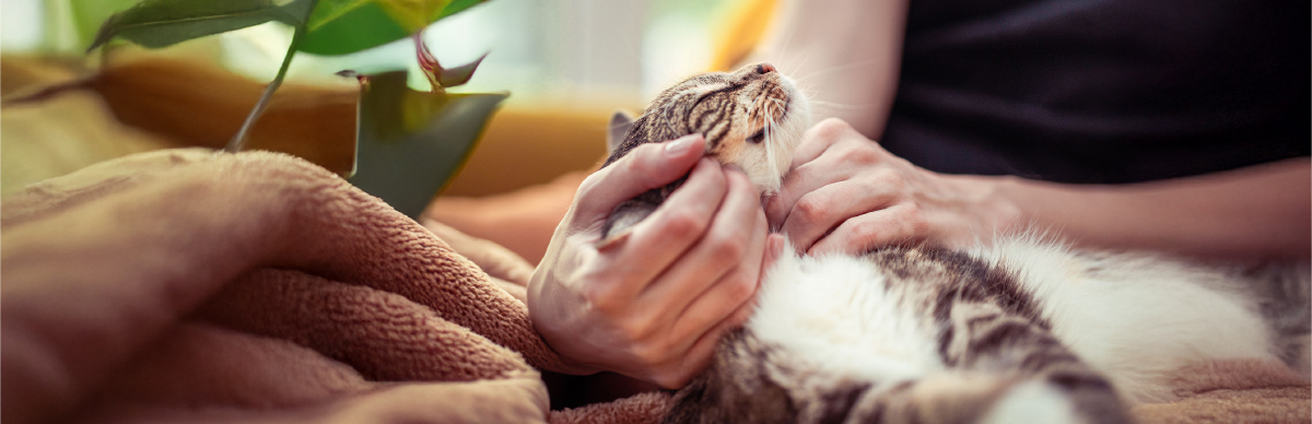 cómo celebrar el día del gato