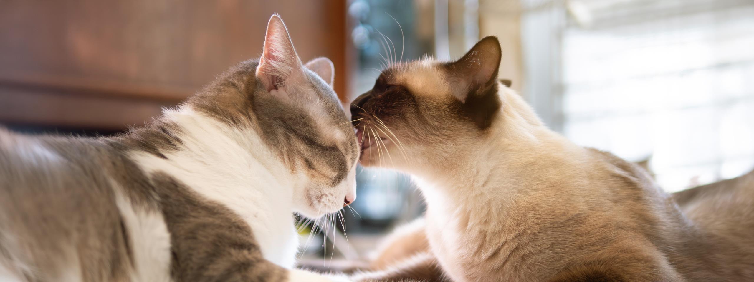 tenencia responsable de gatos