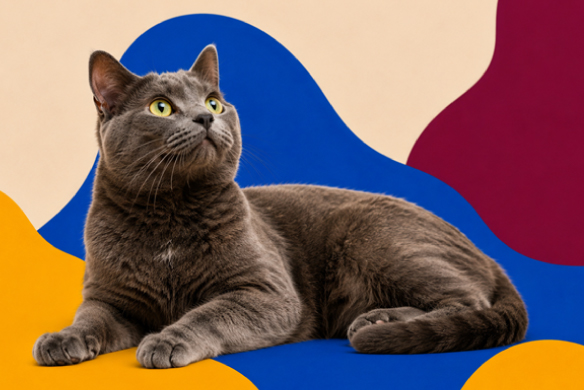 cómo saber si mi gato me eligió