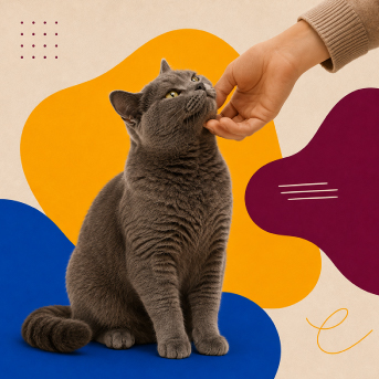 efectomirringo-cuando-tu-gato-decide-adoptarte.jpg