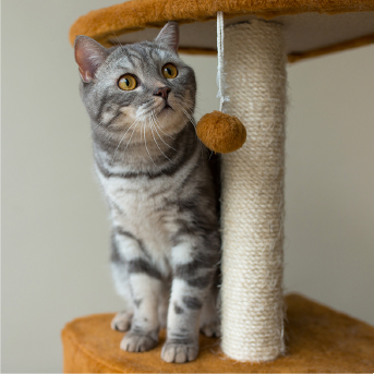 energia-en-gatos.jpg