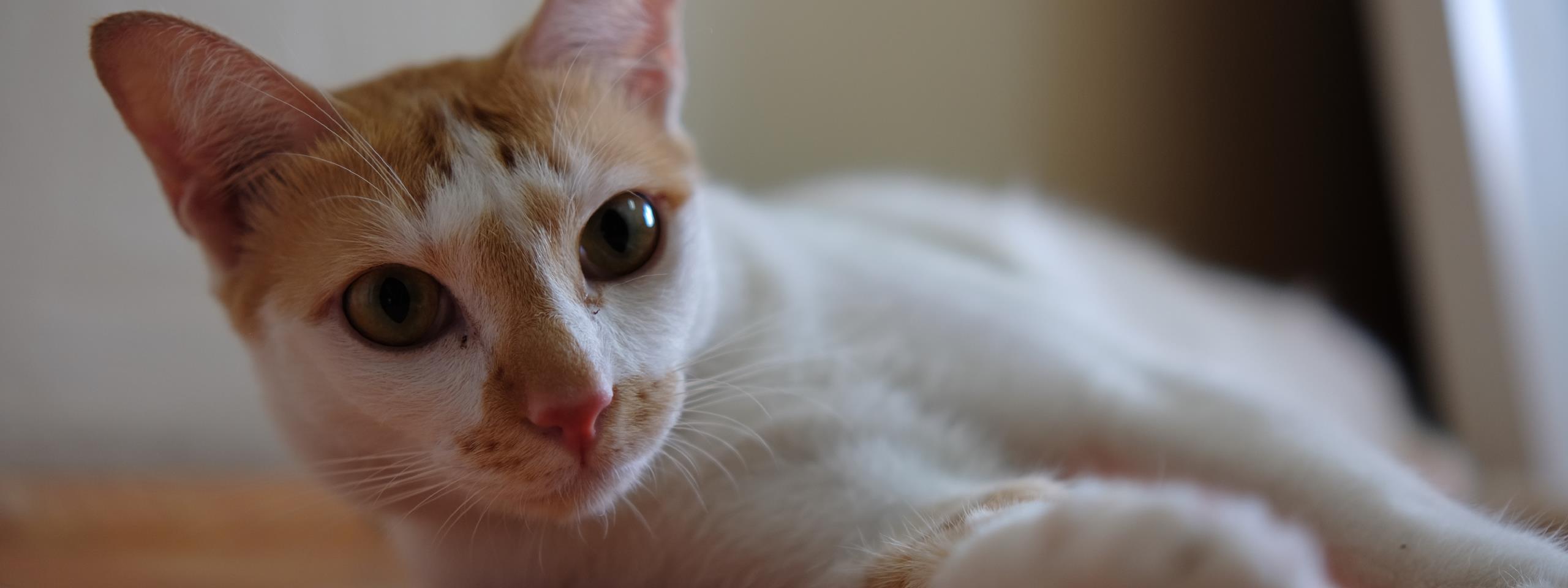 el pelo de mi gato huele mal