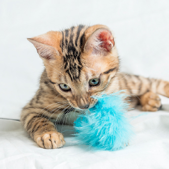 gatico-jugando.jpg
