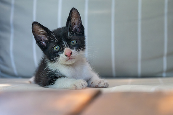 cómo cuidar gatito recién llegado
