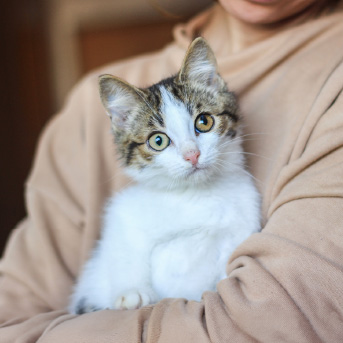 gatito-bebe-cargado.jpg