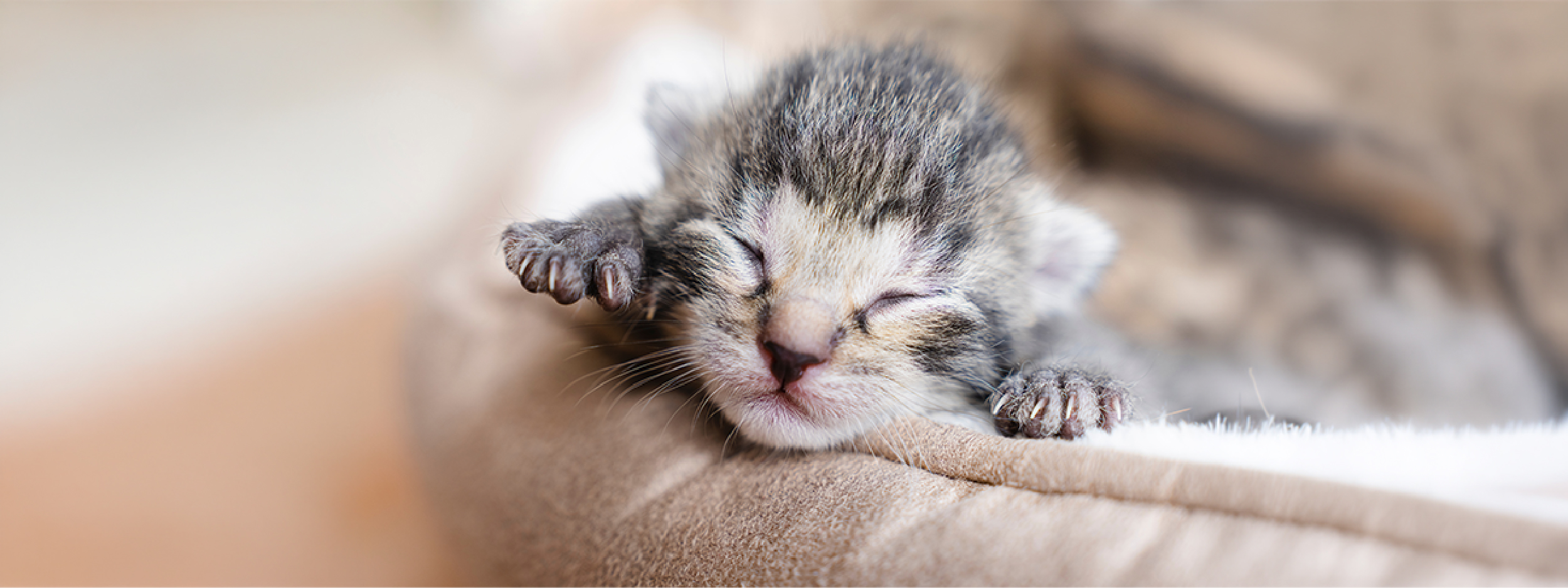¿Cuánto tarda en abrir los ojos un gato recién nacido?