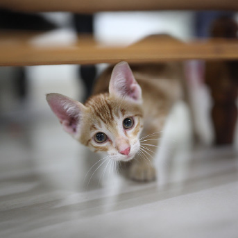 gatito-bebe-naranja-1.jpg