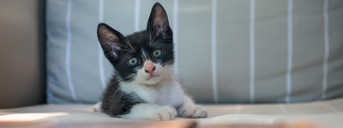 cómo cuidar gatito recién llegado