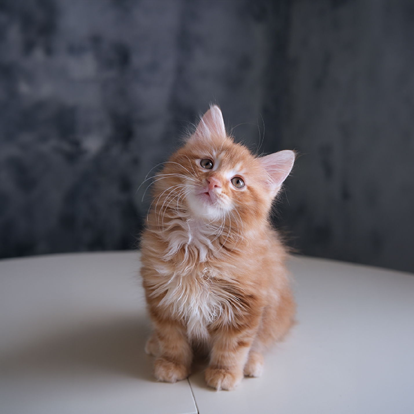 gatito-naranja.jpg