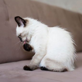 gato-acicalandose-1.jpg