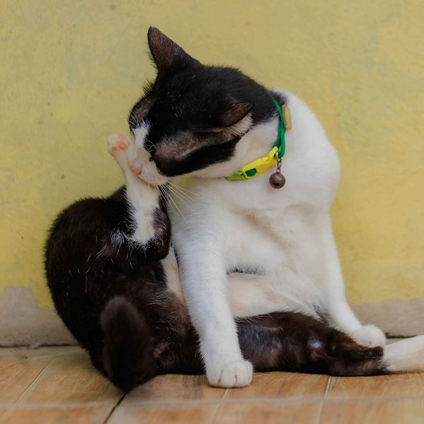 gato-acicalandose-2.jpg