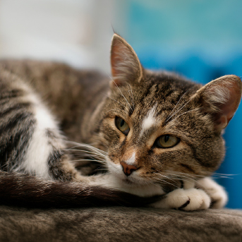 gato-acostado-4.jpg